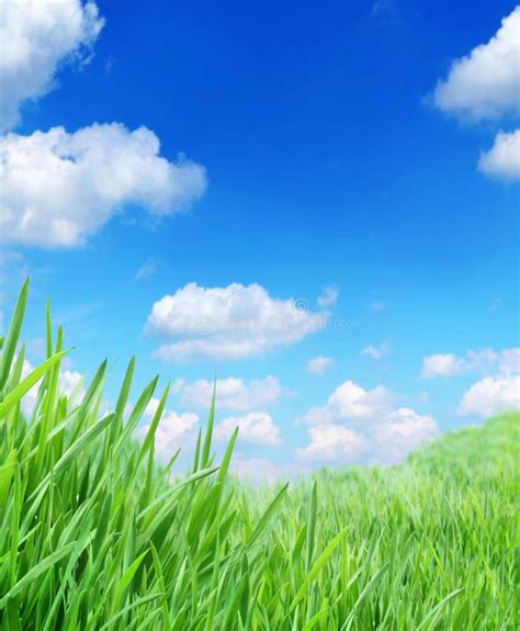 Field Of Green Fresh Grass Under Blue Sky Stock Photo Image Of Spring