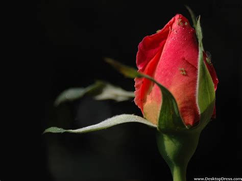 Desktop Wallpapers Flowers Backgrounds Red Rose Bud