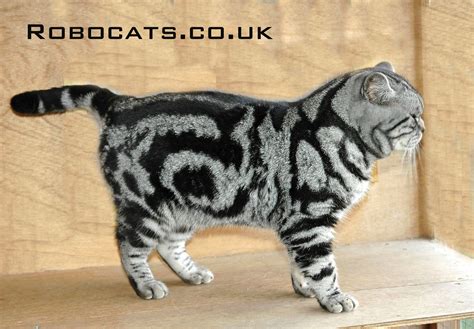 Silver Tabby British Shorthair Cat Male British Shorthair Cats Cats