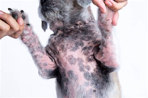 Dogs Tummy Turned Black Heres What Causes Hyperpigmentation