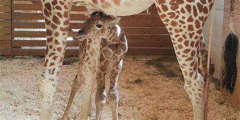April The Giraffes Baby Finally Has A Name