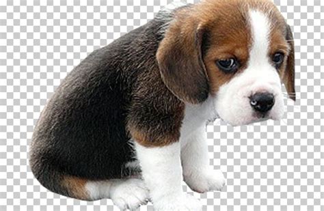 Sad Puppy Face Clip Art 10 Free Cliparts Download Images On