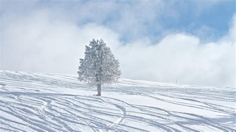 One White Tree In The Middle Of The Snow Hd Wallpaper