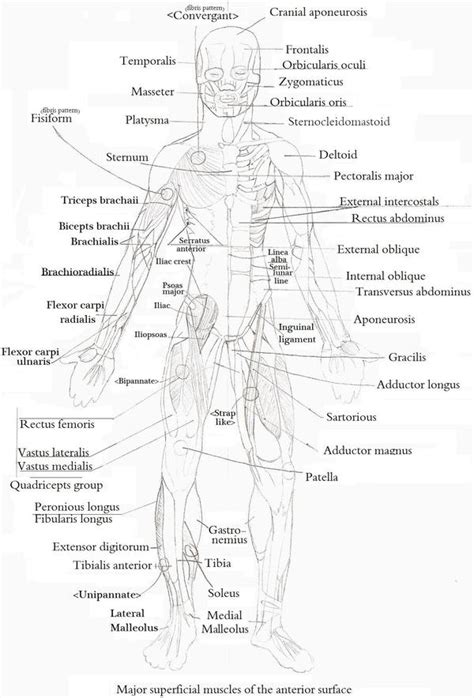 Posterior Superficial Muscles By Koy32001 On Deviantart