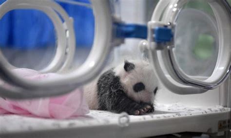 Two Pairs Of Panda Twins Reach One Month Old In Chongqing Global Times