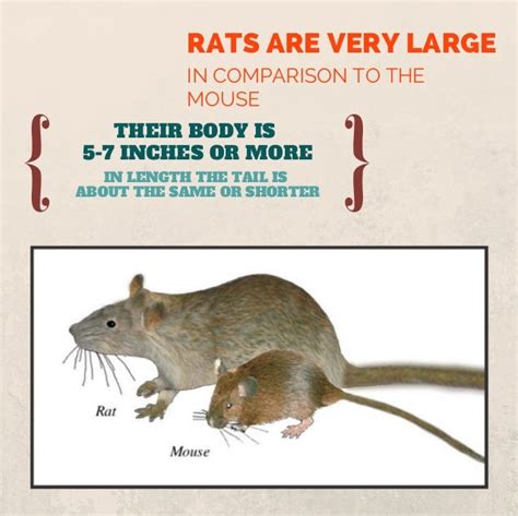 what is the difference between rats and mice