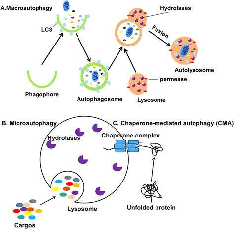 Microorganism Regulated Autophagy In Gastrointestinal Cancer Peerj