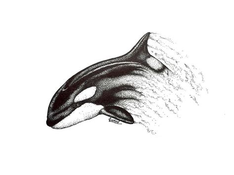 Orca Drawing By Greg Lowman