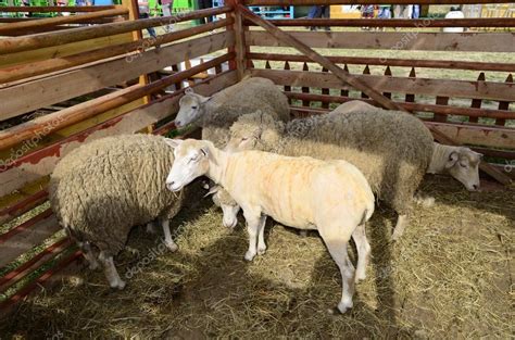 Top 148 Domestic Animals Sheep