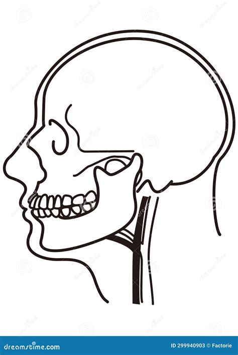 Line Drawing Of Human Skull Side View Stock Vector Illustration Of