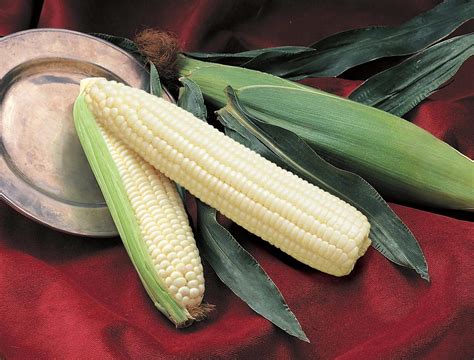Silver Queen Sweet Corn Treated Seed Seedway