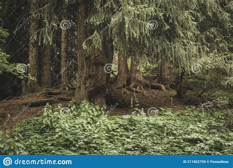 Thicket Of Forest With Old Spruces And Roots Stock Image Image Of