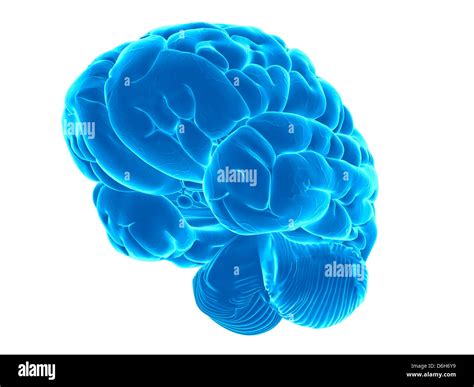 Human Brain Artwork Stock Photo Alamy