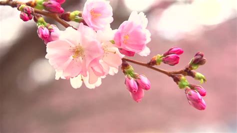 Sakura Spring Flowers Spring Blossom Background