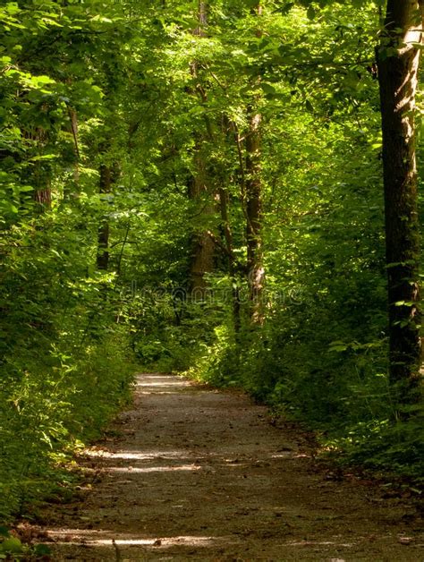 Dirt Path Through The Woods With Green Leafy Trees Stock Photo Image