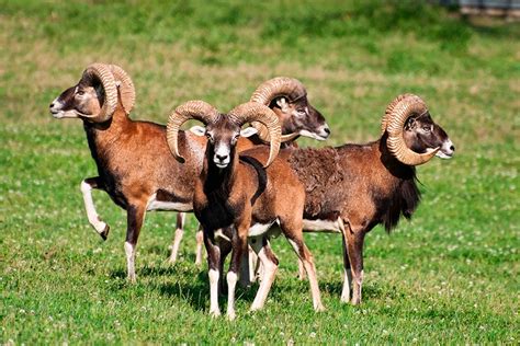 Mouflon Ram For Sale Cold Creek Ranch Texas