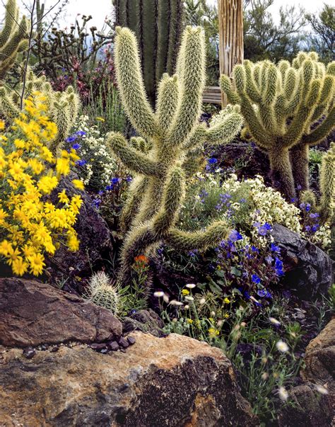 Cacti And Flowers Near Tucson Free Photo Rawpixel