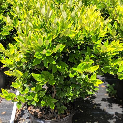 Ligustrum Japonicum Recurvifolium ~ Recurve Ligustrum In 2022