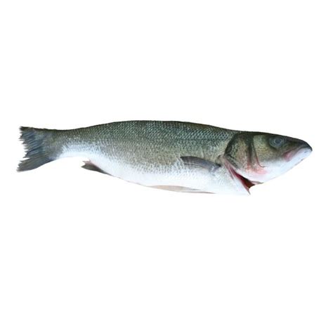 Buy Fresh Wild Line Caught Sea Bass Online Uk