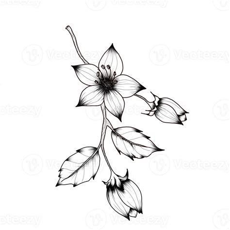 Line Art Flower Botanical Illustration 24253333 Png