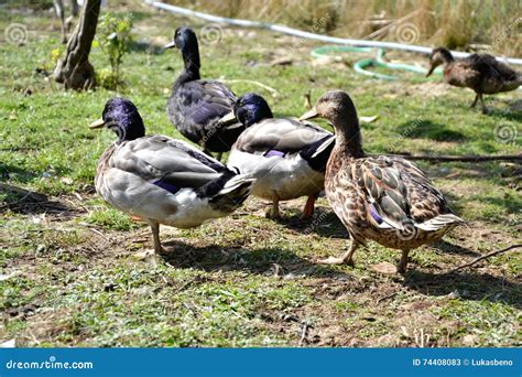 Group Of Domestic Mallard Ducks Anas Platyrhynchos Feeding In Grass