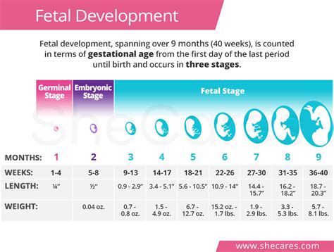 Fetal Development Timeline