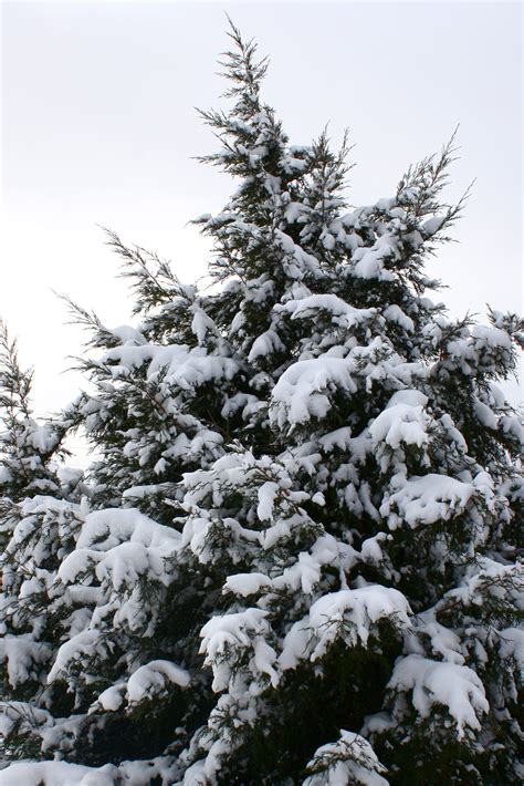 Evergreen Trees With Snow Clipart