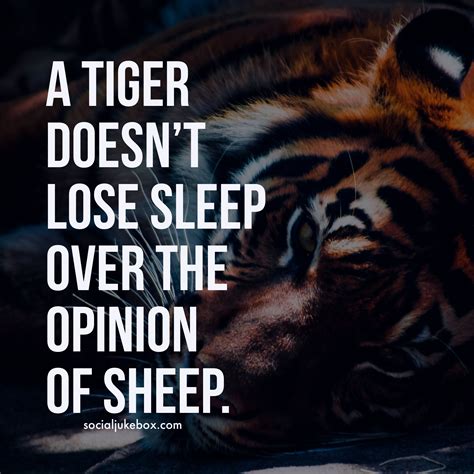 a tiger doesn t lose sleep over the opinion of sheep sleep quotes sleep anime gamer