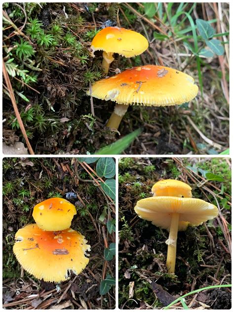 Mushroom Cluster Woods Of Vt Rmushroomid