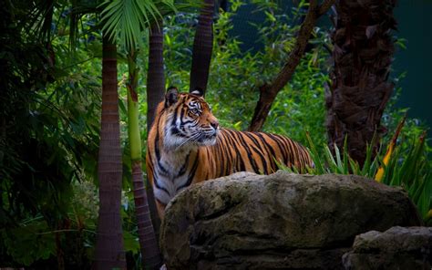 Tiger Cat Predator Cats Fantasy Asian Oriental Nature Jungle