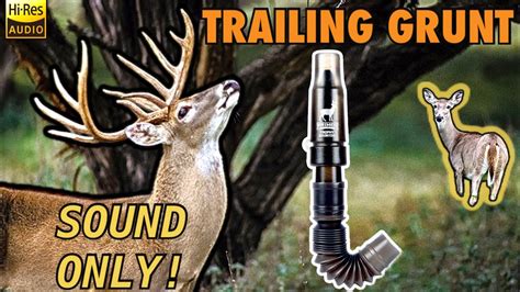 Sound Only Trailing Mature Buck Grunt Trailing Grunt Play While