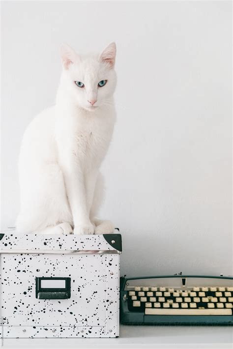 Beautiful White Cat Sitting On A Office Box Del Colaborador De