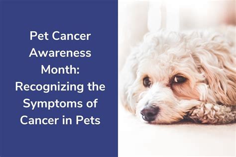 Pet Cancer Awareness Month Recognizing The Symptoms Of Cancer In Pets