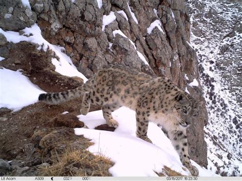 Chinas First National Park An Experiment In Living With Snow Leopards