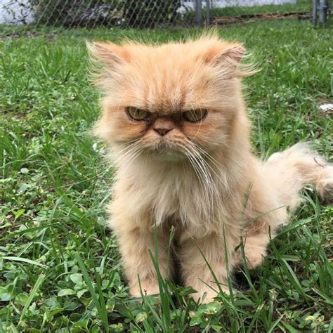 Angry Cat Looks Really Angry Animals And Pets Baby Animals Funny