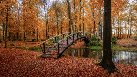 Bridge Between River Surrounded By Trees With Leaves On Ground 4k Hd