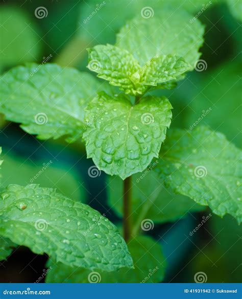 Close Up Pepper Mint Stock Photo Image Of Leaf Aroma 41931942