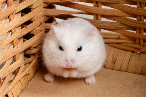 Facts About Dwarf Hamsters Cute Things Come In Small Packages