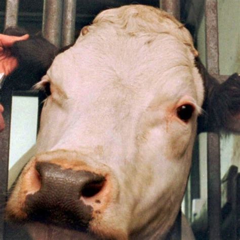Mad Cow Disease Found On Scotland Farm South China Morning Post