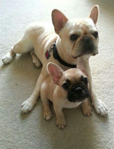 French Bulldogs My Two Boys Byson And Diesel Baby French Bulldog