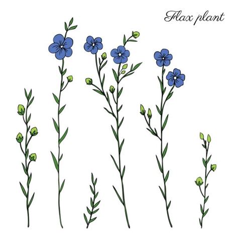 Blue Flax Illustrations Royalty Free Vector Graphics And Clip Art Istock