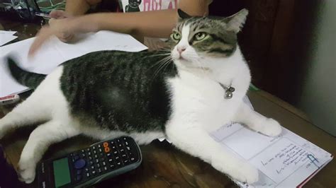 Cat Not Allowed Sister Doing Homework Youtube