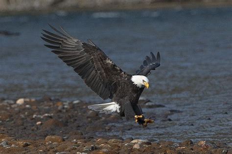 Skagit Eagle Float Skagit River Eagle Tours