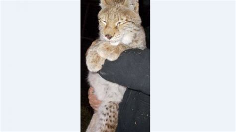 Two Siberian Lynxes Snatched From A Virginia Zoo Breaking911