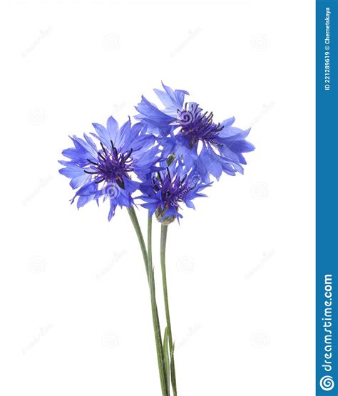 Beautiful Light Blue Cornflowers Isolated On White Stock Image Image