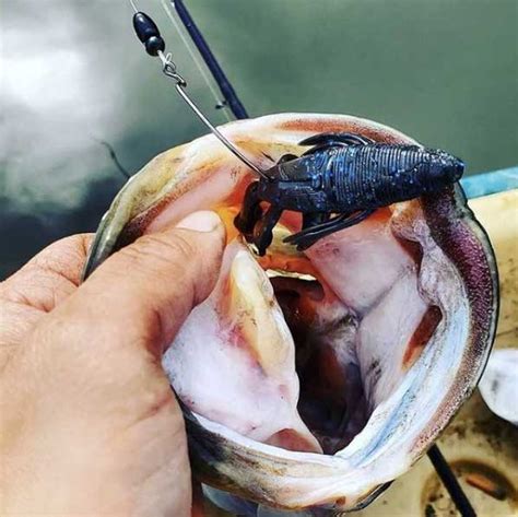 Early Fall Buggin Big Bass To Bite Culprit Lures