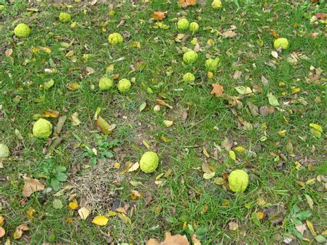 More images for indiana fruit trees » Friesner Herbarium Blog about Indiana Plants | Timely ...