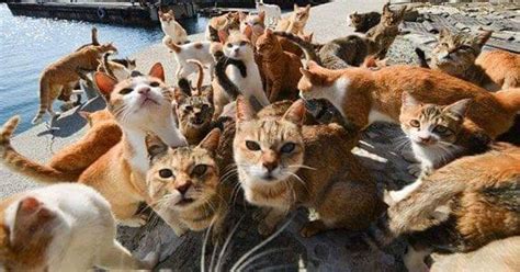 ทาสแมวหายห่วง ญี่ปุ่นสั่งอพยพน้องแมวที่เกาะเนโกะชิม่าแล้วก่อนพายุฮา