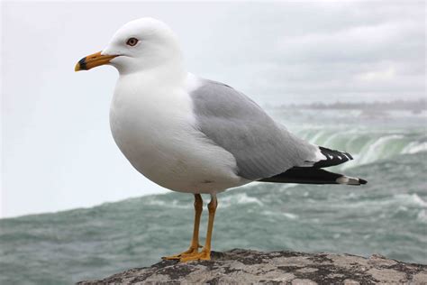 1 Seagull Per Post