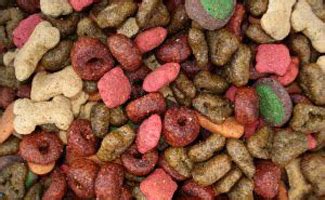 Throwing up undigested food the simple description of regurgitation is when your dog brings his food back up, shortly after eating it. Dog Vomiting: Causes, Diagnosis, Treatment And Related ...